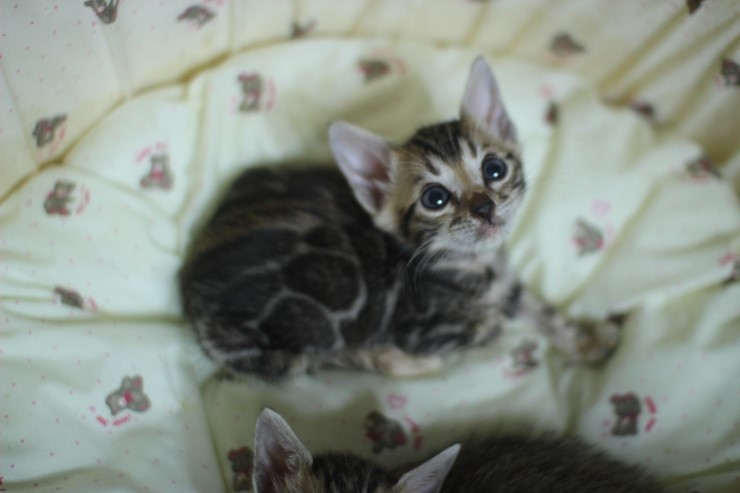 귀염둥이 뱅갈고양이 peace^^ 관련 이미지 1