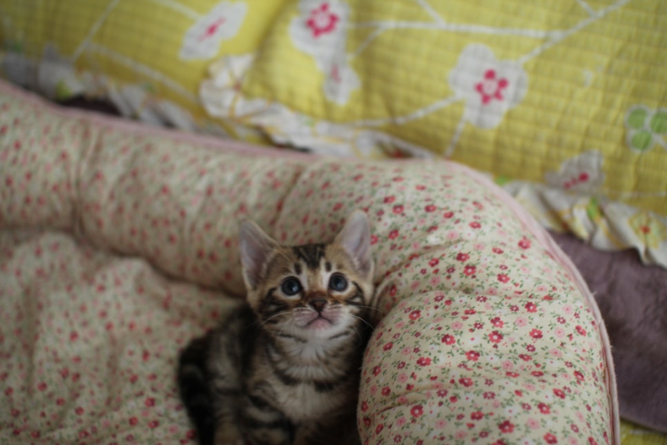 브라운 뱅갈 남아,여아,스노우뱅갈 남아 분양해요~ 관련 이미지 5