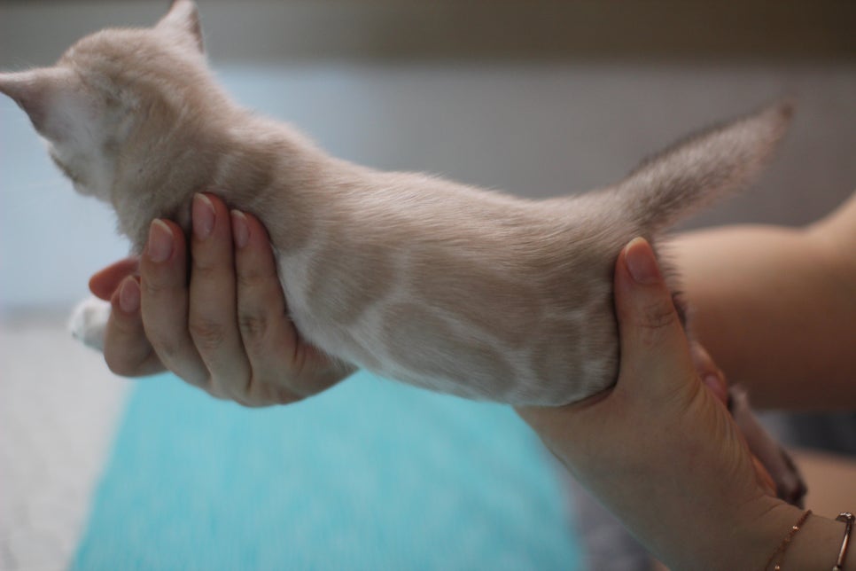 성격 최고 어메이징 스노우뱅갈고양이 꼬맹이~ 관련 이미지 6
