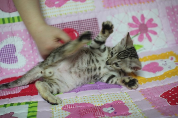 실버 뱅갈고양이 빅로젯 드래고니카~ 관련 이미지 7