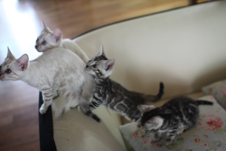 스노우 뱅갈고양이,실버 뱅갈고양이,브라운 뱅갈고양이 꼬맹이들~ 관련 이미지 9