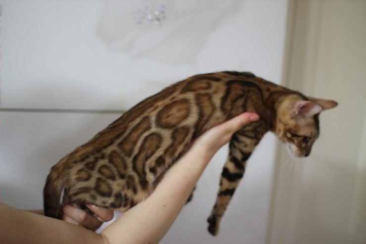 브라운 뱅갈고양이 키퍼여아 세라 관련 이미지 2