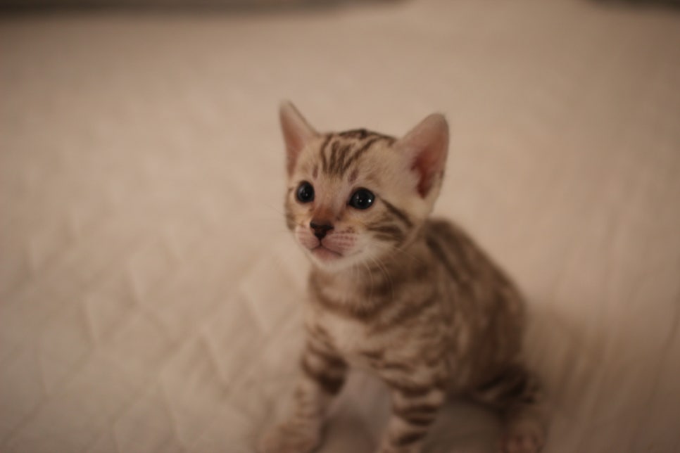 멋진 빅로젯 실밍크뱅갈고양이 남아 분양해요~ 관련 이미지 7