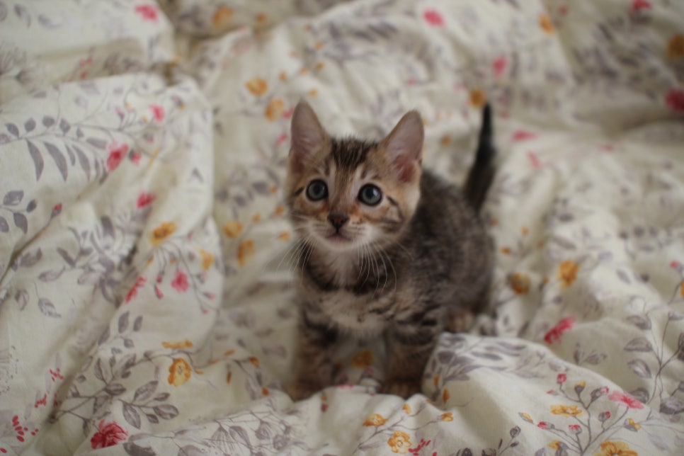 뱅갈고양이 개냥이를 찾으세요? 관련 이미지 2