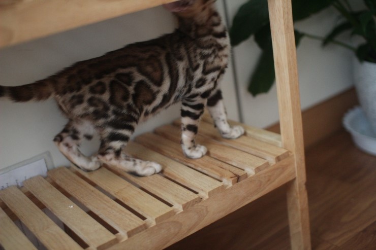 이쁘게 성장중인 뱅갈고양이 여아 중국이~ 관련 이미지 8