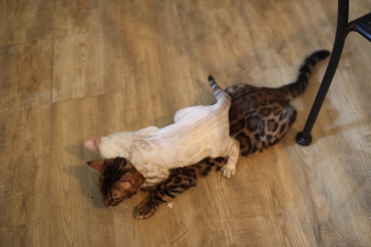 뱅갈고양이,뱅갈고양이분양,듬직한 신사 링컨이~~~ 관련 이미지 2