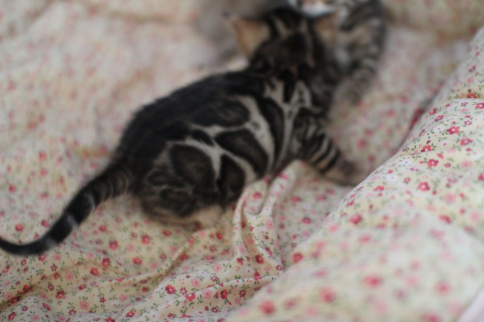 뱅갈고양이 꼬맹이들 사진전 ㅎㅎ 관련 이미지 5