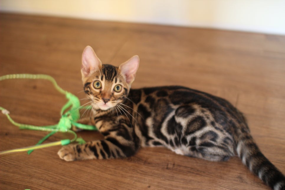 뱅갈고양이분양 행복 가득한 아이들 관련 이미지 10