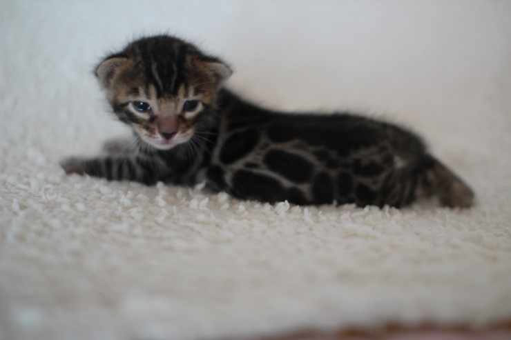 뱅갈고양이 분양 어쩜 이리도 화려할수 있을까 관련 이미지 13