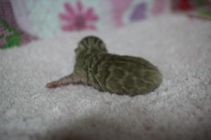 소유뱅갈고양이 캐터리 출산소식 관련 이미지 11