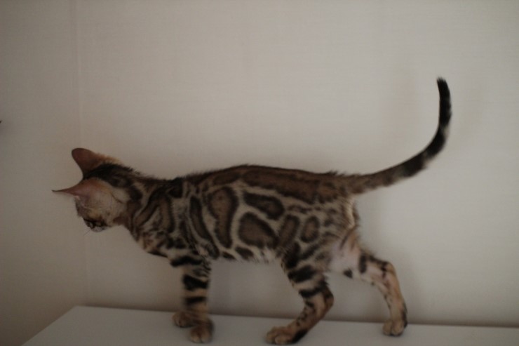 뱅갈고양이 남아 레모나 분양해요 ~ ^^ 관련 이미지 1