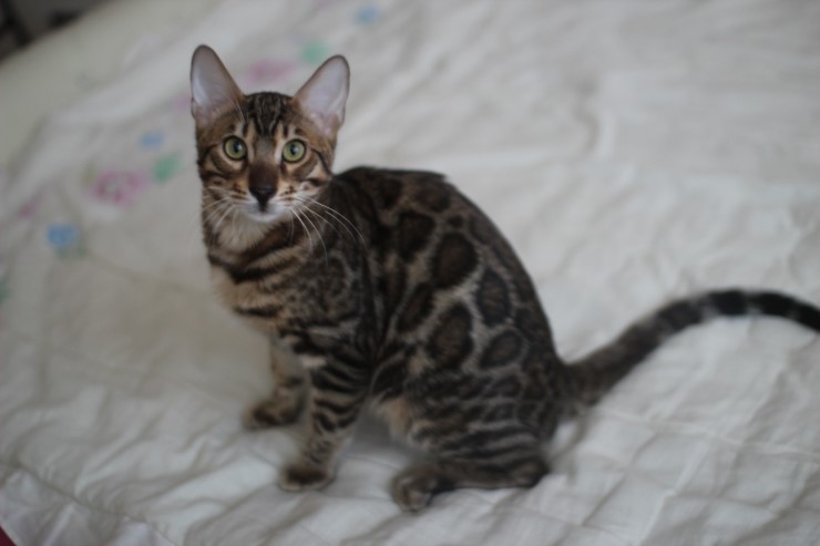 말썽꾸러기 뱅갈고양이 golden rain 관련 이미지 2