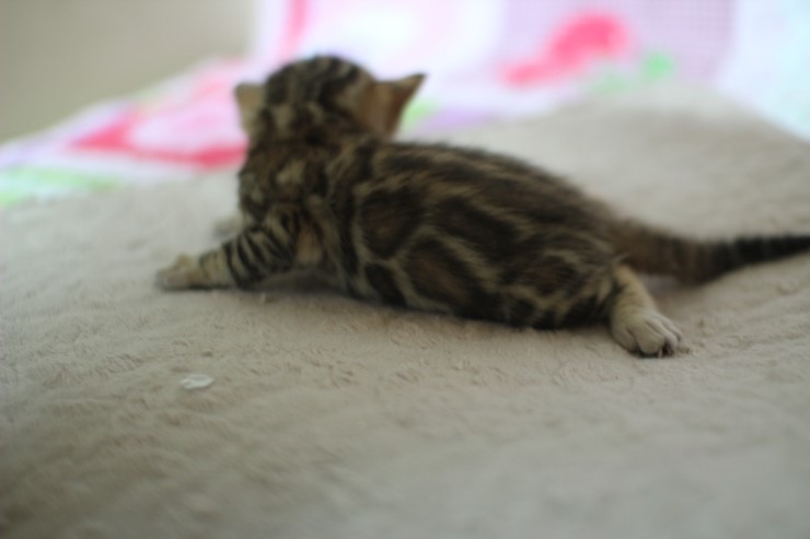 브라운 뱅갈고양이 꼬물이 걷기 시작했어요. 관련 이미지 6