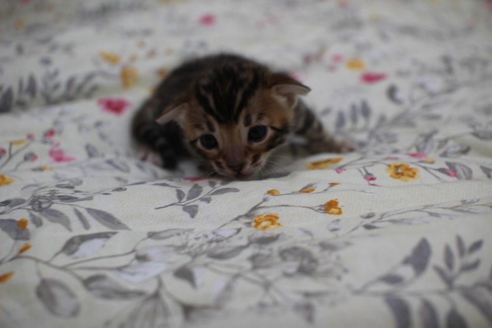 브라운 뱅갈고양이 꽃미묘 꼬맹이들~ 관련 이미지 1