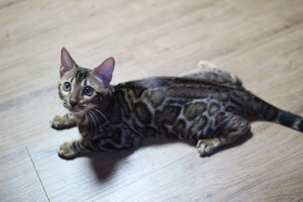 뱅갈고양이 강아지 같은 아이들 분양해요~ 관련 이미지 17