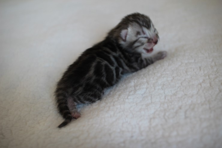 실버,브라운 뱅갈고양이 꼬물이들 사진 입니다 관련 이미지 5