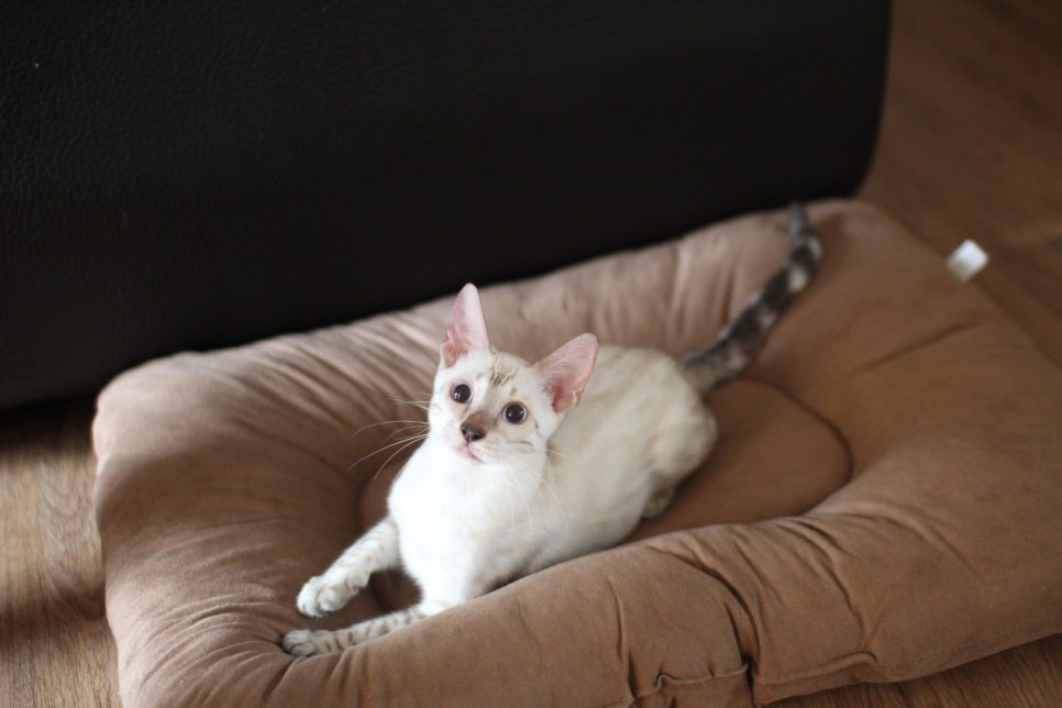 뱅갈고양이분양 너희들 강아지니? 고양이니? ^^ 관련 이미지 7