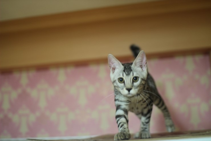 실버뱅갈고양이 로미~ 관련 이미지 5