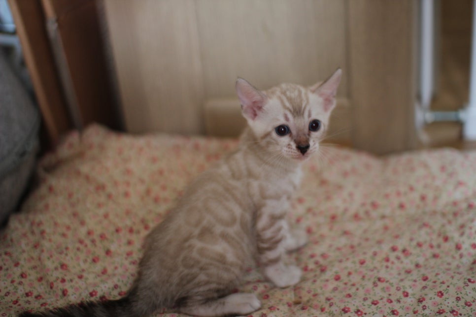 스노우뱅갈고양이 여아 분양해요~ 관련 이미지 4