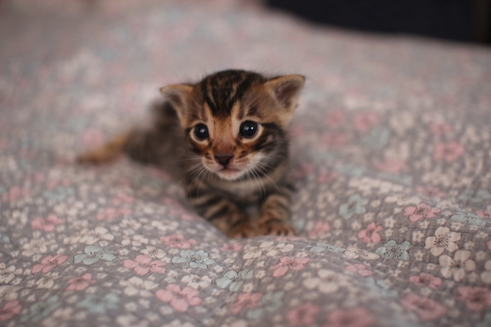 아기 뱅갈고양이 너무나 이쁜 아이~ 관련 이미지 11