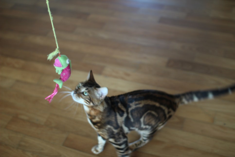 소유뱅갈캐터리 새로운 종묘가 될 남아 입니다~ 관련 이미지 9