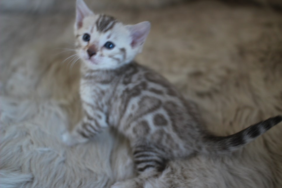 뱅갈고양이 분양 부티가 흘러요 흘러~ 관련 이미지 3