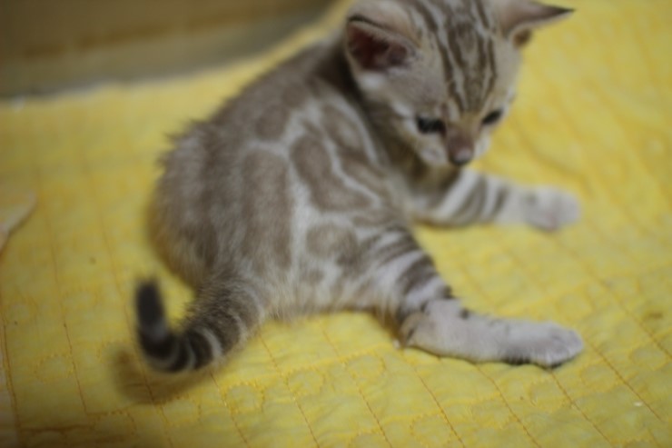 스노우 밍크 뱅갈고양이 남아예요~ 관련 이미지 17