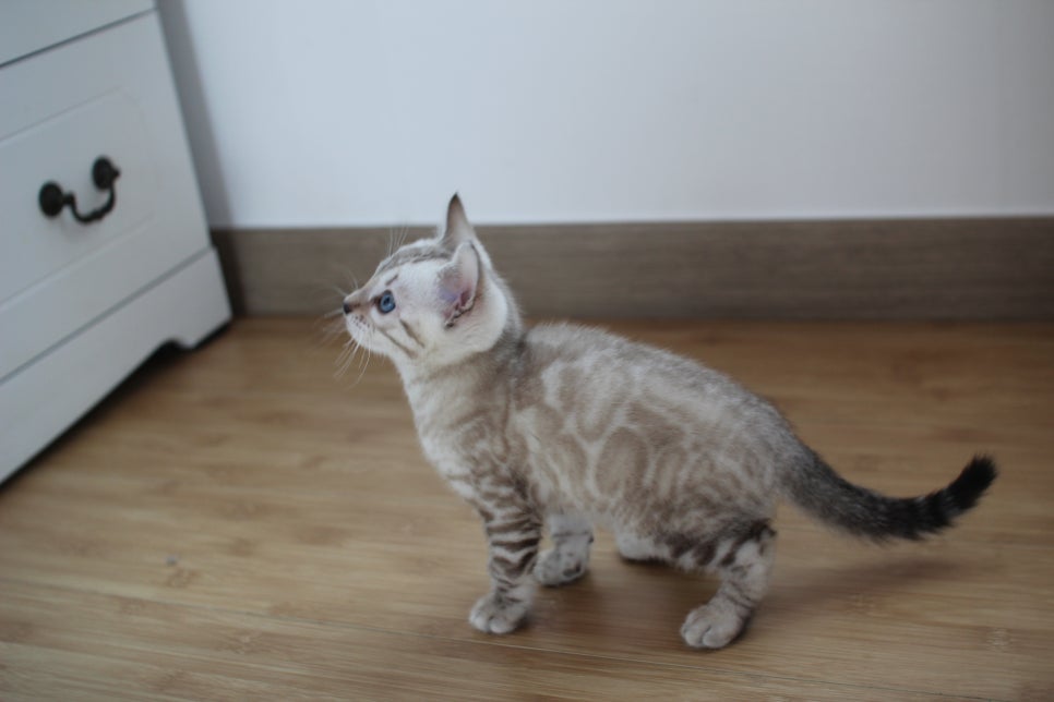 스노우뱅갈고양이 꼬맹이 신났네 신났어 관련 이미지 2