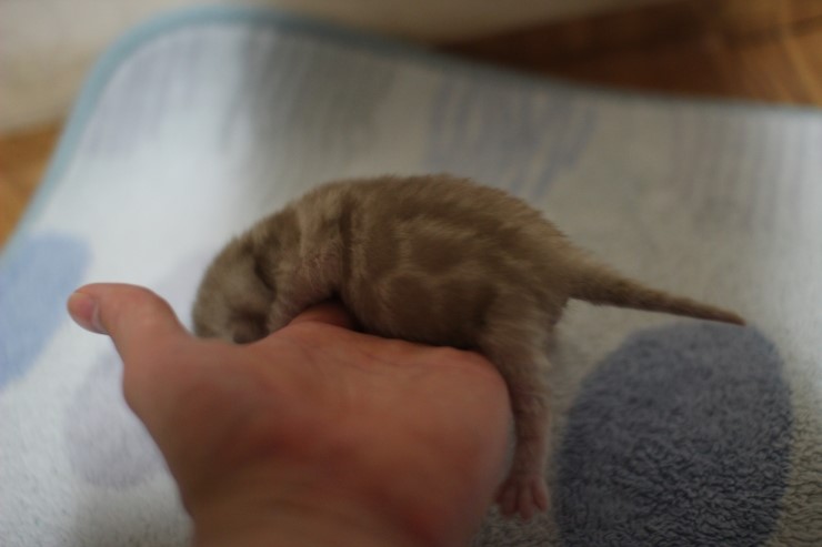 실밍크 스노우 뱅갈고양이 꼬물이 남아 입니다~ 관련 이미지 14