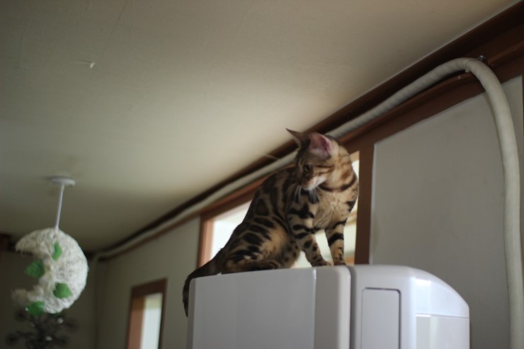 뱅갈고양이/벵갈고양이 아이들의 일상^^ 관련 이미지 3