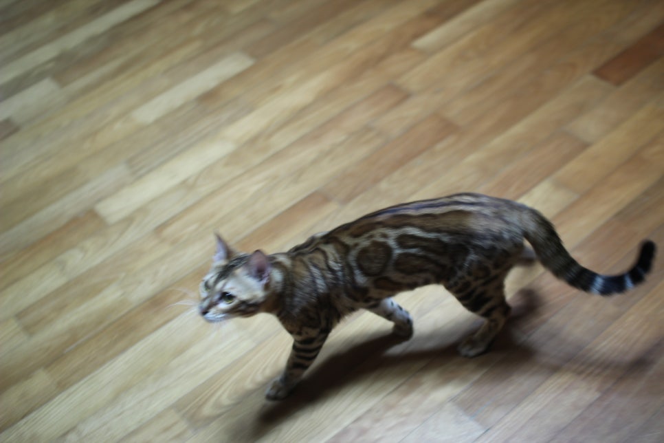 소유뱅갈캐터리 세라예요~ 관련 이미지 2