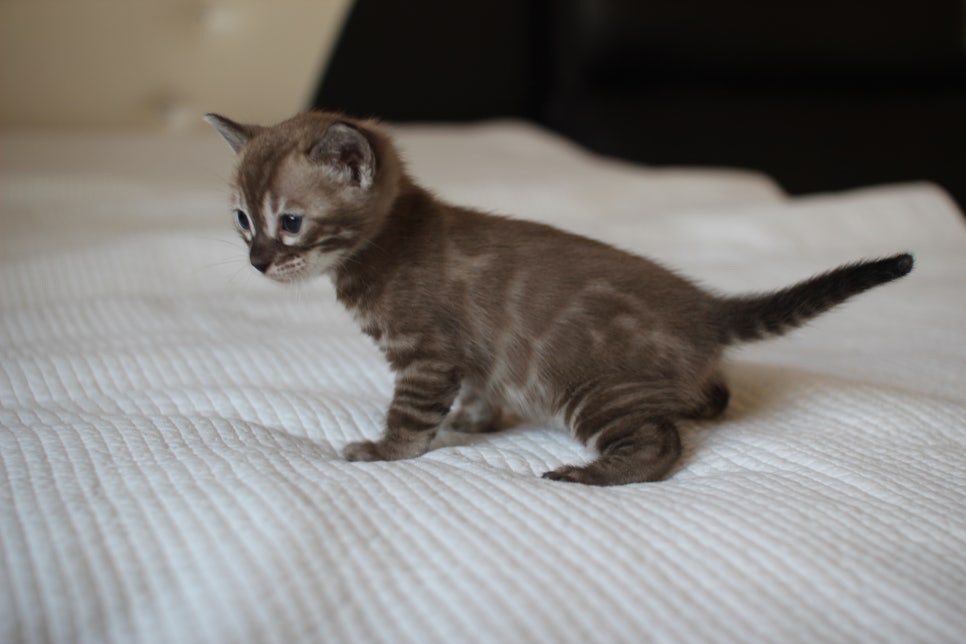 밍크차콜 뱅갈고양이 남아 예약 분양 합니다~ 관련 이미지 5