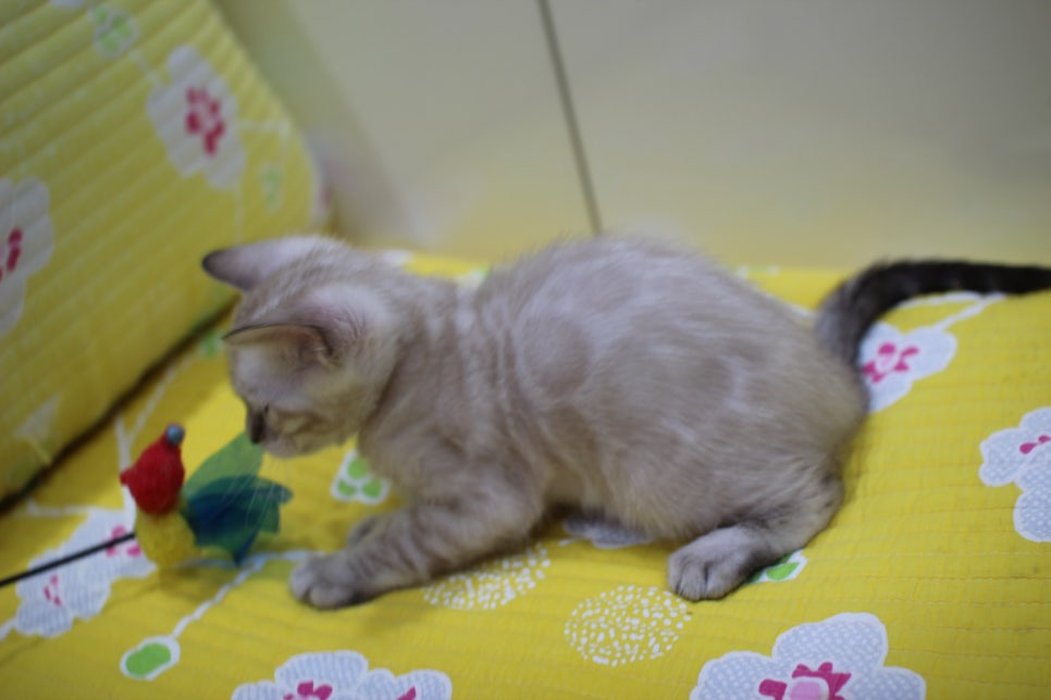 엄청난 순둥이 스노우뱅갈고양이 남아 분양해요~ 관련 이미지 8