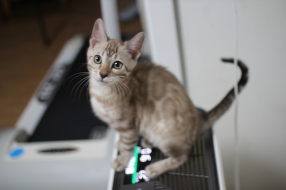 스노우뱅갈고양이 삼총사~ 관련 이미지 17