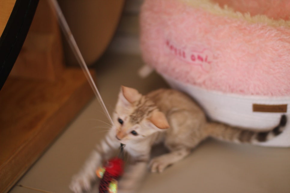 뱅갈고양이분양 진정한 개냥이란 관련 이미지 16