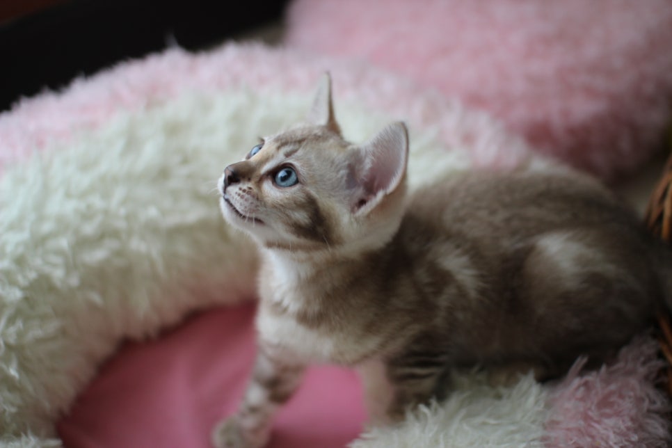 실밍크,브라운 뱅갈고양이 남아 분양해요~ 관련 이미지 7