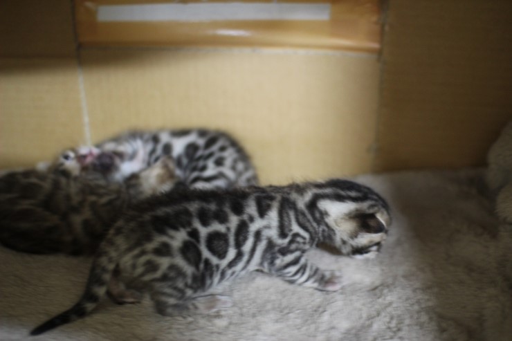 뱅갈고양이 꼬맹이들 아장아장 걸음마 연습~ 관련 이미지 10