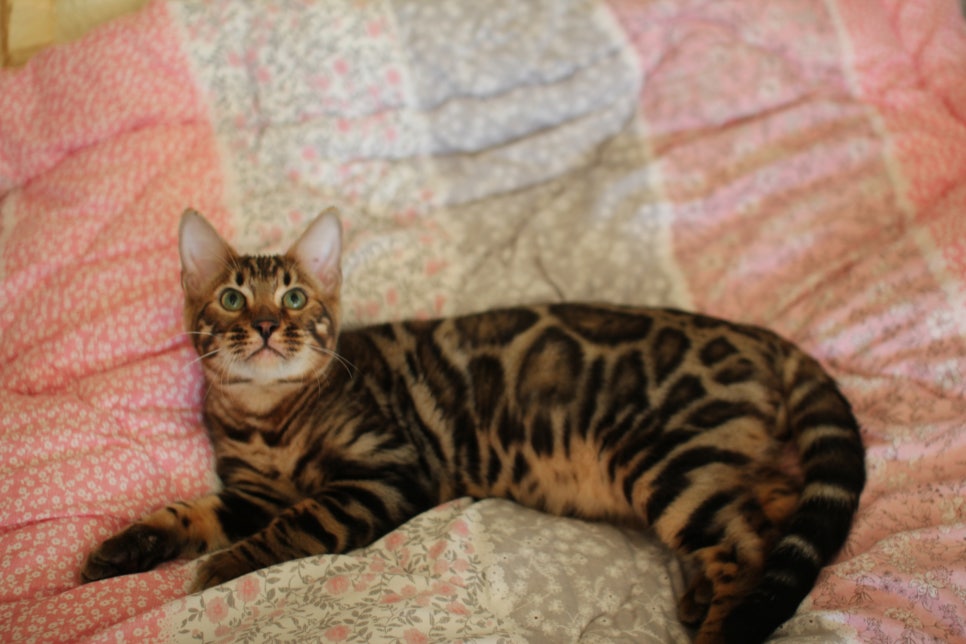 완전완전 개냥이 건강한 근육질 뱅갈고양이 남아 분양해요~ 관련 이미지 3