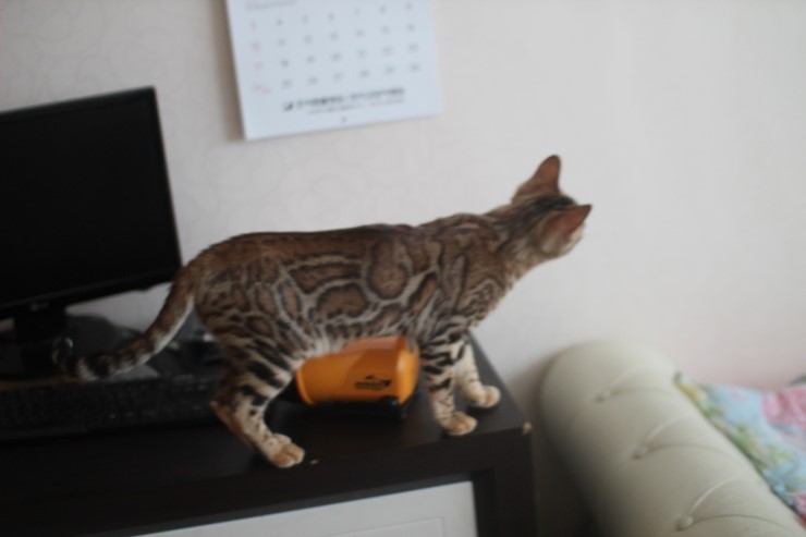 우리 스텔라 많이 컸네~ 관련 이미지 1