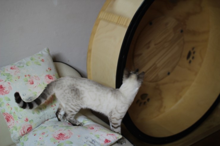 실링스 스노우뱅갈고양이 꼴통들 입니다 ㅎㅎ 관련 이미지 6