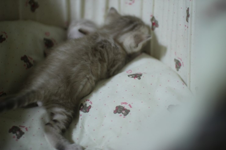 클라우드 로젯 실밍크 뱅갈고양이~ 관련 이미지 7