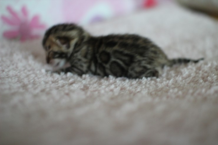 빅로젯 브라운 뱅갈고양이 꼬물이 여아예요 관련 이미지 2