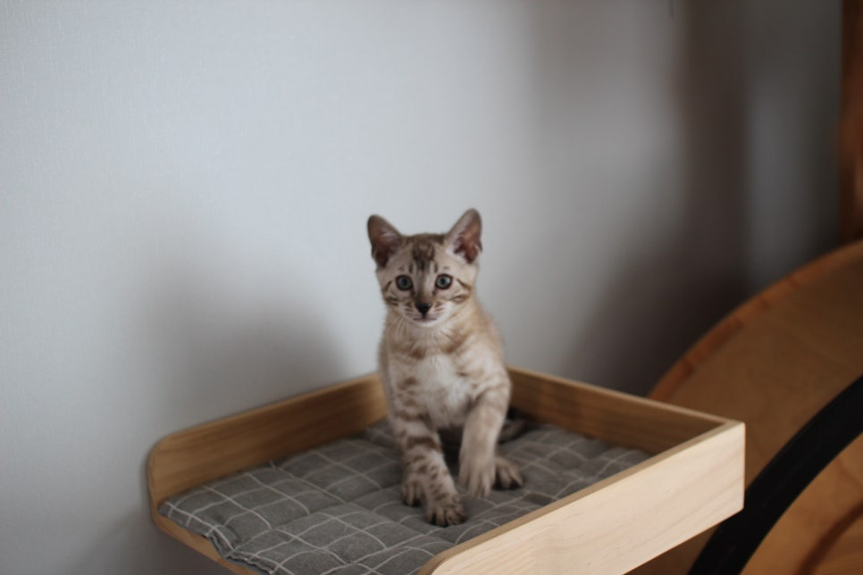 스노우뱅갈고양이 남아 분양해요~(그냥 강아지 같아요) 관련 이미지 4