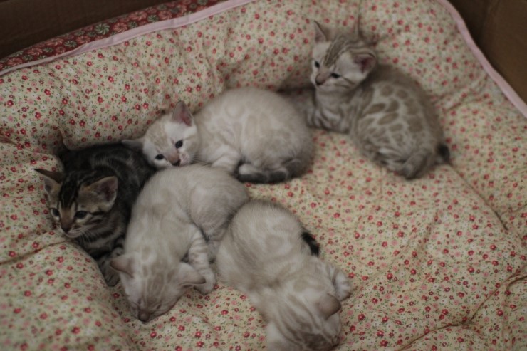 뱅갈고양이 5남매 단체샷 입니다~ 관련 이미지 9