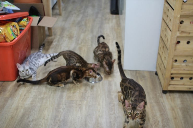 뱅갈고양이 아이들 일상... 관련 이미지 3