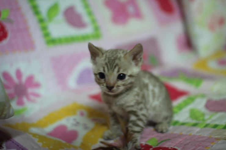 뱅갈고양이 분양 진정한 개냥이란? 관련 이미지 25