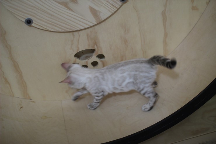 스노우뱅갈고양이 초아가 오늘부터 캣휠 선수가 됬습니다~~~ 관련 이미지 2