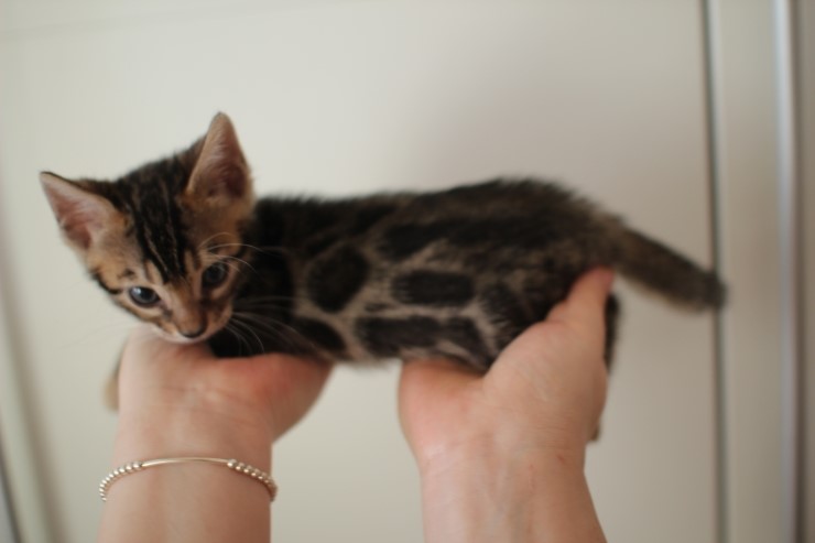 뱅갈고양이 분양 완전히 빠졌네 빠졌어~ 관련 이미지 29