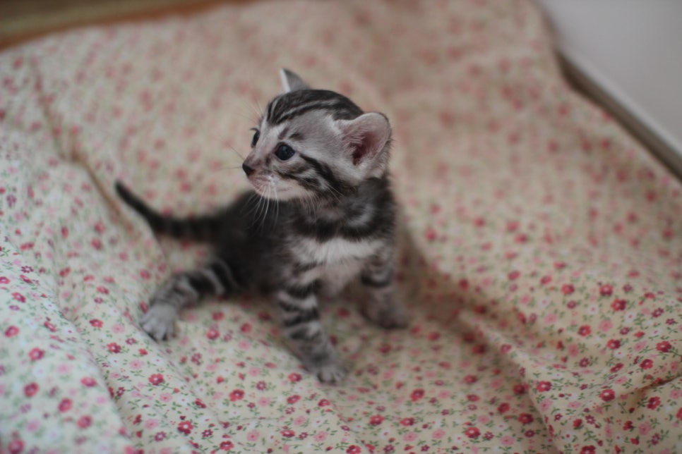 빅로젯 실버뱅갈고양이 여아예요~ 관련 이미지 3