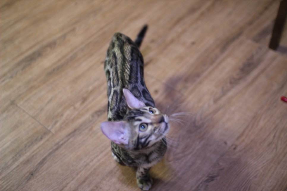 골골송 대마왕 브라운 뱅갈고양이 남아 분양해요~ 관련 이미지 2